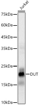 DUT Rabbit Monoclonal Antibody