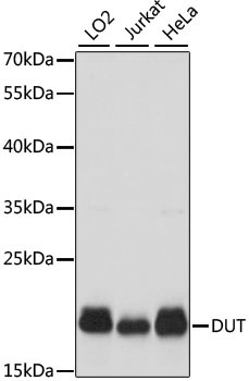 DUT Rabbit Polyclonal Antibody