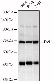 DVL1 Rabbit Polyclonal Antibody