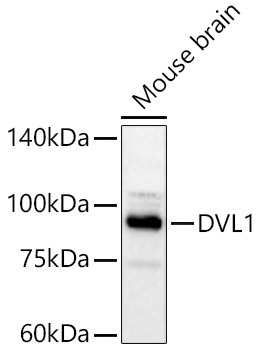 DVL1 Rabbit Polyclonal Antibody