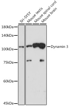 Dynamin 3 Rabbit Monoclonal Antibody