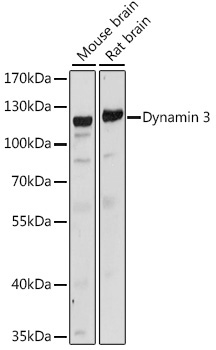 Dynamin 3 Rabbit Polyclonal Antibody