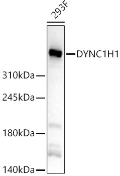 DYNC1H1 Rabbit Polyclonal Antibody