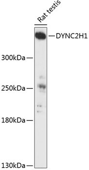 DYNC2H1 Rabbit Polyclonal Antibody