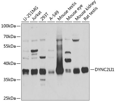 DYNC2LI1 Rabbit Polyclonal Antibody