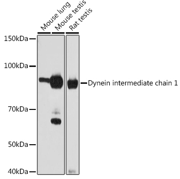 Dynein intermediate chain 1 Rabbit Monoclonal Antibody