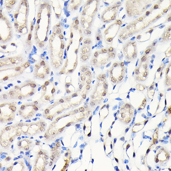 DYNLL1 Rabbit Polyclonal Antibody - Image 4