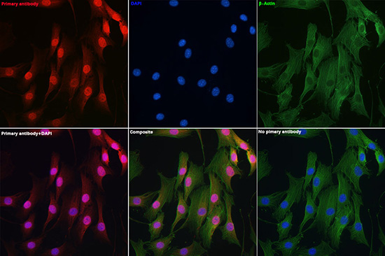 DYNLL1 Rabbit Polyclonal Antibody - Image 6