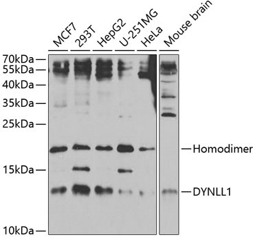 DYNLL1 Rabbit Polyclonal Antibody