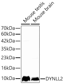 DYNLL2 Rabbit Polyclonal Antibody