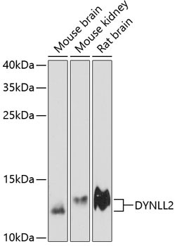 DYNLL2 Rabbit Polyclonal Antibody