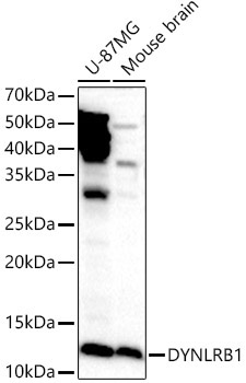 DYNLRB1 Rabbit Polyclonal Antibody