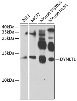DYNLT1 Rabbit Polyclonal Antibody