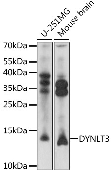 DYNLT3 Rabbit Polyclonal Antibody