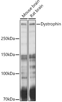 Dystrophin Rabbit Polyclonal Antibody