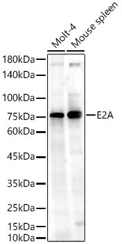 E2A Rabbit Polyclonal Antibody