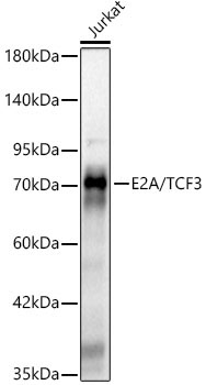 E2A/TCF3 Rabbit Monoclonal Antibody - Image 2