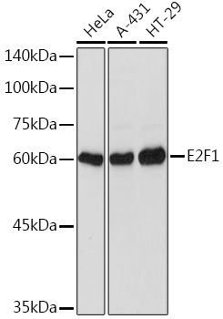 E2F1 Rabbit Polyclonal Antibody