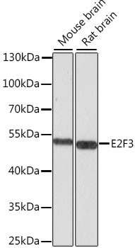 E2F3 Rabbit Polyclonal Antibody
