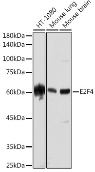 E2F4 Rabbit Monoclonal Antibody
