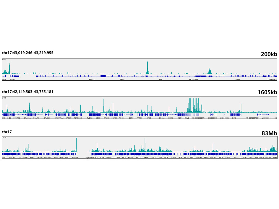 E2F6 Rabbit Monoclonal Antibody - Image 3