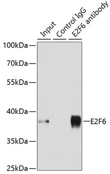 E2F6 Rabbit Polyclonal Antibody - Image 3