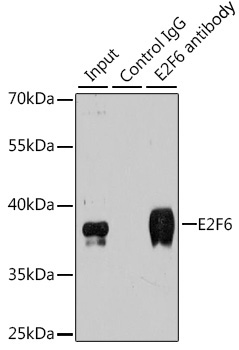 E2F6 Rabbit Polyclonal Antibody - Image 2