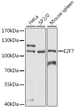 E2F7 Rabbit Polyclonal Antibody