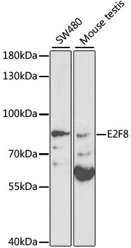 E2F8 Rabbit Polyclonal Antibody