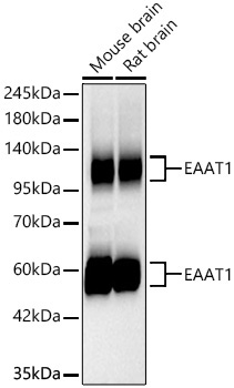 EAAT1/SLC1A3 Rabbit Monoclonal Antibody