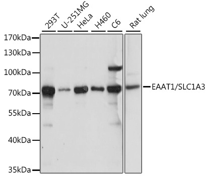 EAAT1/SLC1A3 Rabbit Polyclonal Antibody