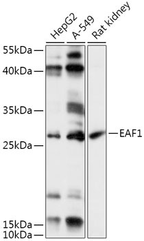 EAF1 Rabbit Polyclonal Antibody