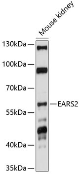 EARS2 Rabbit Polyclonal Antibody