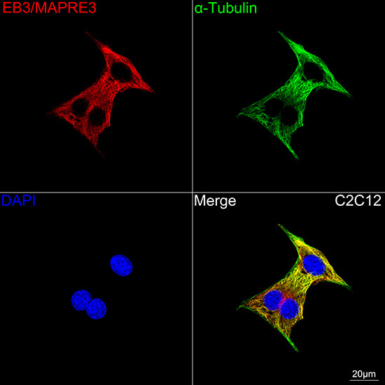 EB3/MAPRE3 Rabbit Monoclonal Antibody - Image 4