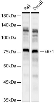 EBF1 Rabbit Polyclonal Antibody