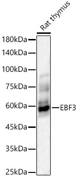 EBF3 Rabbit Polyclonal Antibody