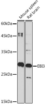 EBI3 Rabbit Monoclonal Antibody - Image 2