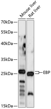 EBP Rabbit Polyclonal Antibody
