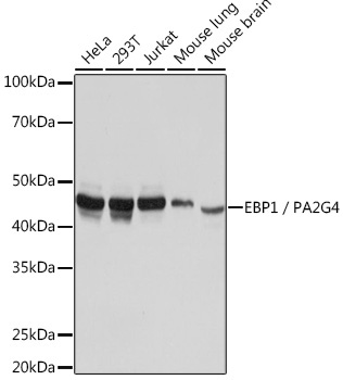 EBP1/PA2G4 Rabbit Monoclonal Antibody