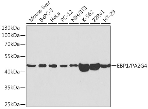 EBP1/PA2G4 Rabbit Polyclonal Antibody