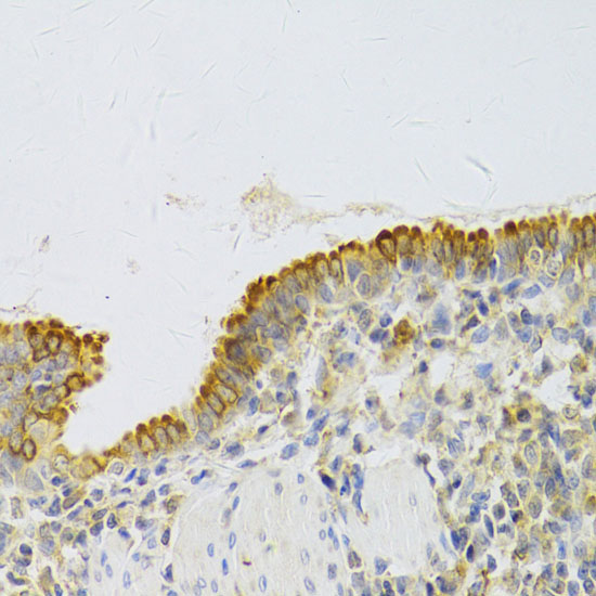 EBP1/PA2G4 Rabbit Polyclonal Antibody - Image 2