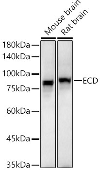 ECD Rabbit Polyclonal Antibody - Image 2