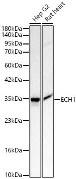 ECH1 Rabbit Polyclonal Antibody