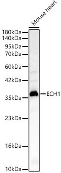 ECH1 Rabbit Polyclonal Antibody - Image 2