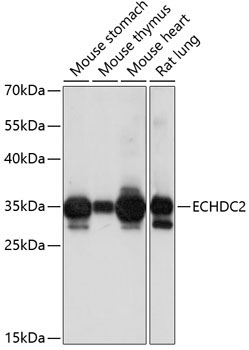 ECHDC2 Rabbit Polyclonal Antibody