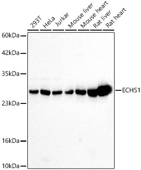 ECHS1 Rabbit Polyclonal Antibody
