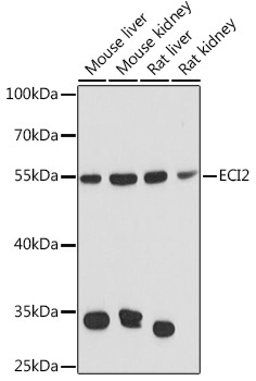 ECI2 Rabbit Polyclonal Antibody