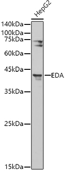 EDA Rabbit Polyclonal Antibody