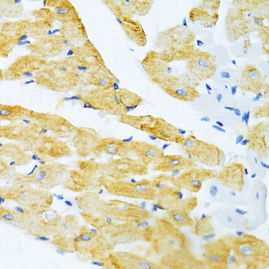 EDA Rabbit Polyclonal Antibody - Image 4