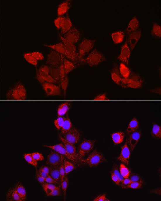 EDA Rabbit Polyclonal Antibody - Image 6